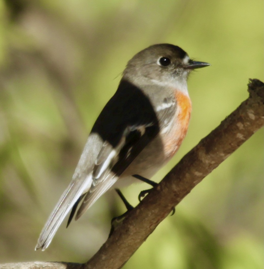 Scarlet Robin - ML344004011