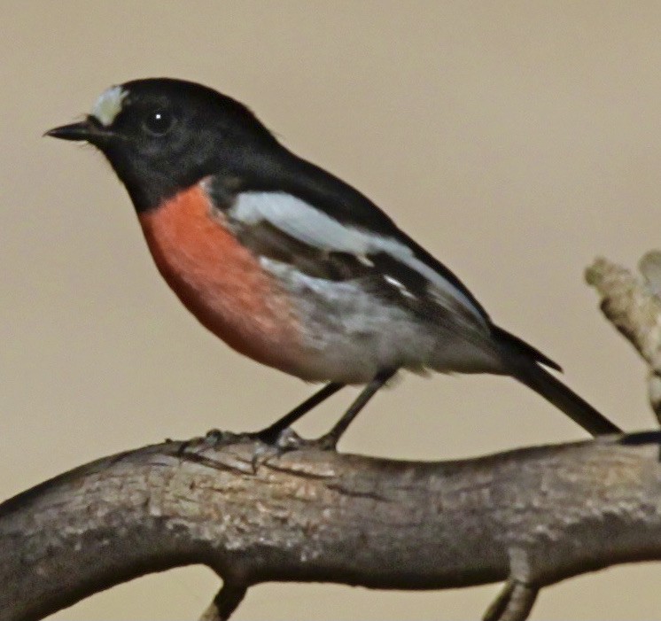 Scarlet Robin - ML344004041