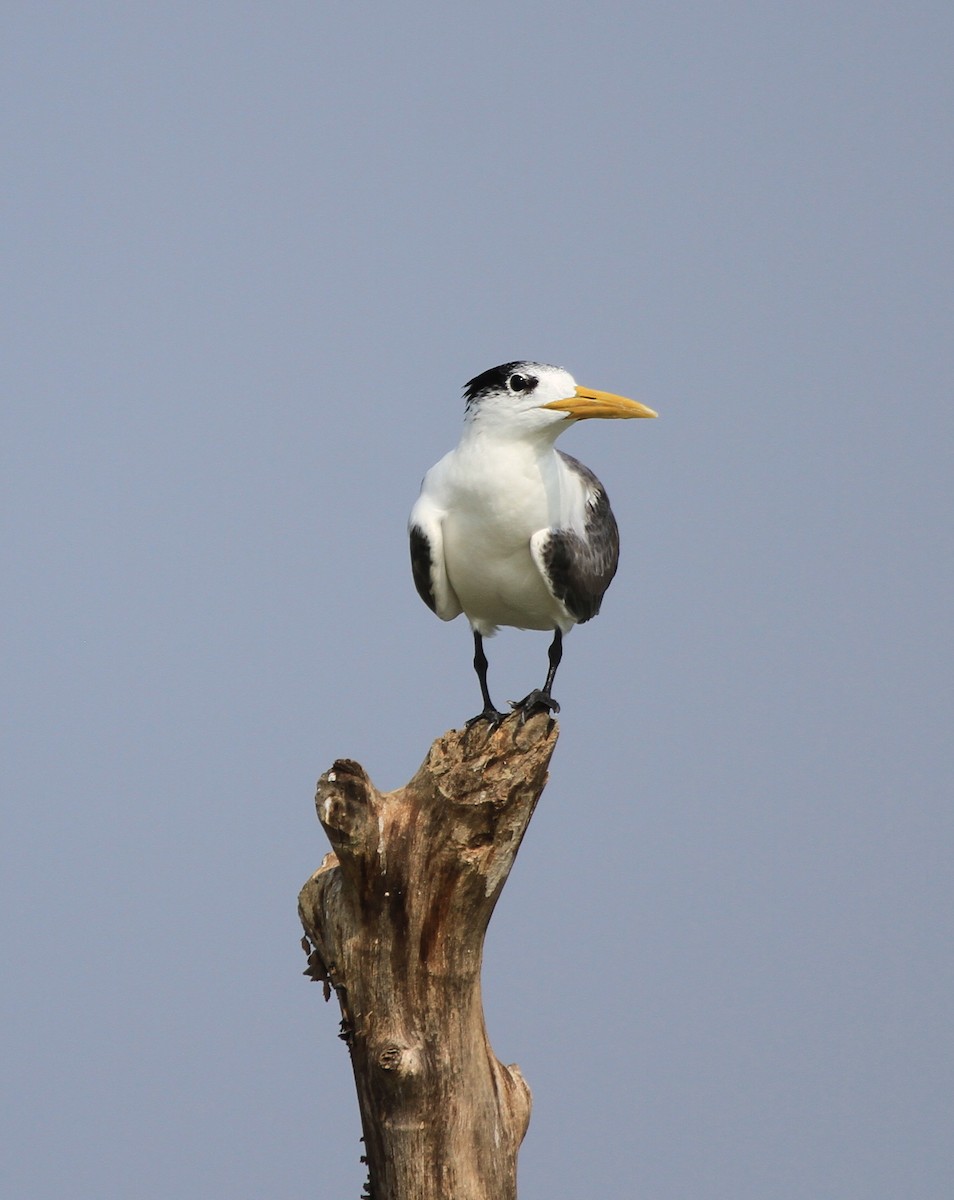 Great Crested Tern - Vijaya Lakshmi