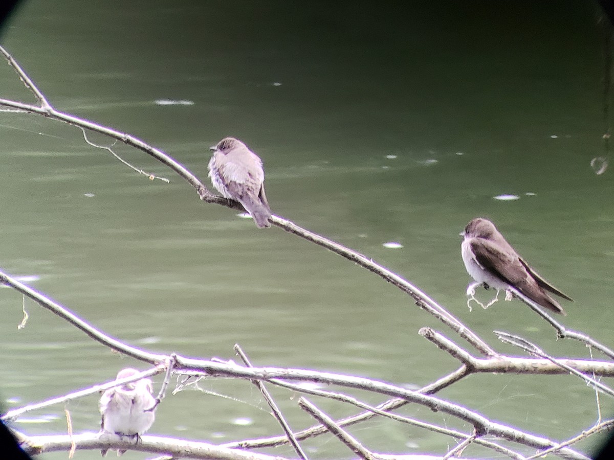 Northern Rough-winged Swallow - ML344007201