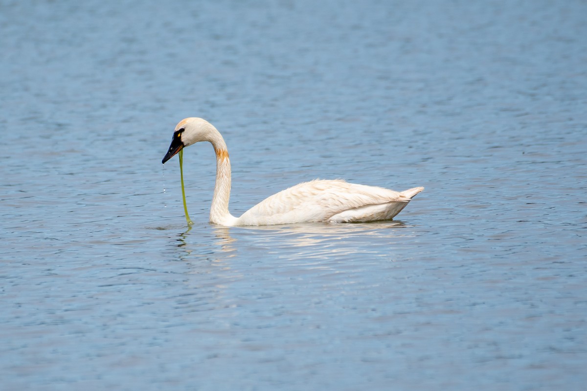 Tundra Swan - Kari Freiboth