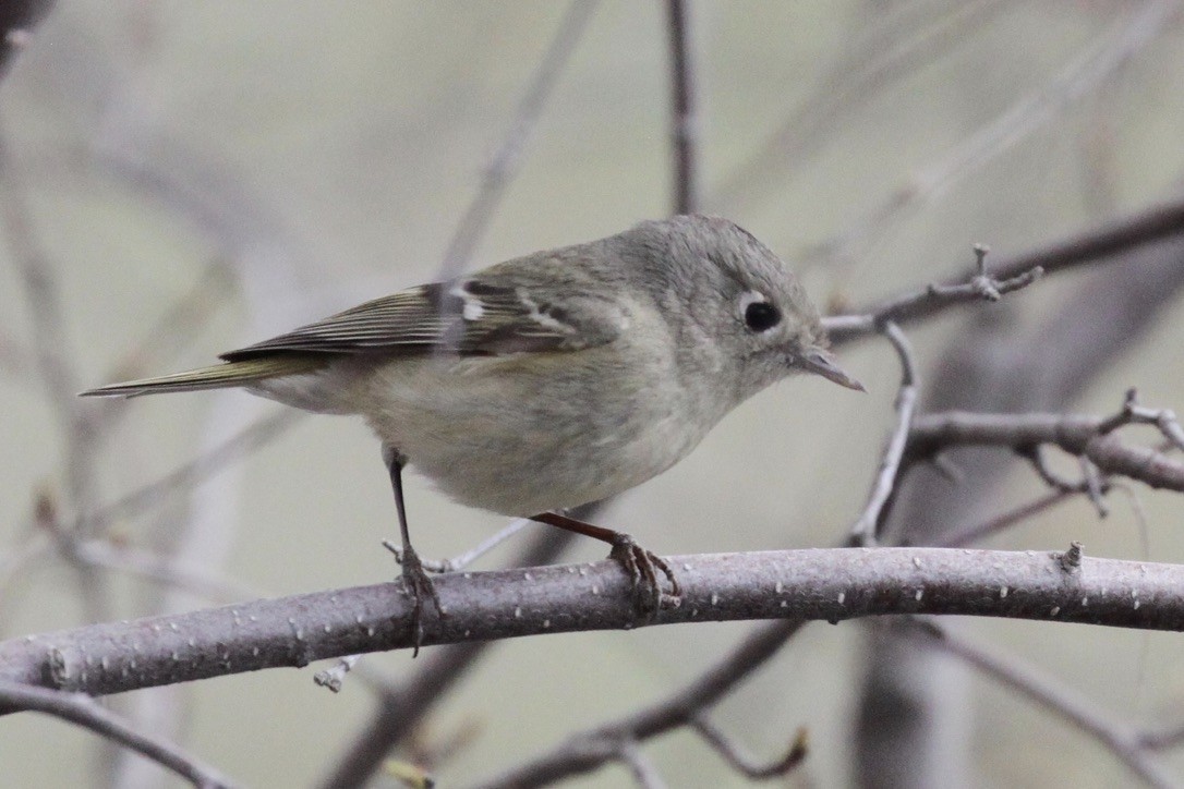 Ruby-crowned Kinglet - ML344008091