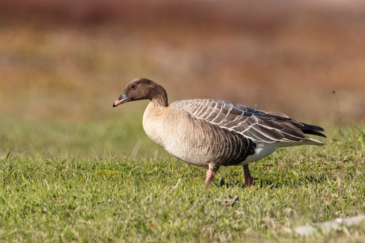 Pink-footed Goose - ML344008931