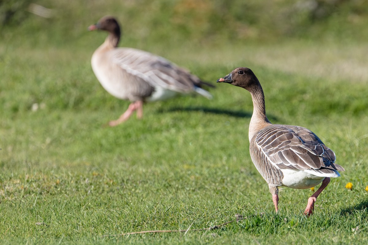 Pink-footed Goose - ML344009051