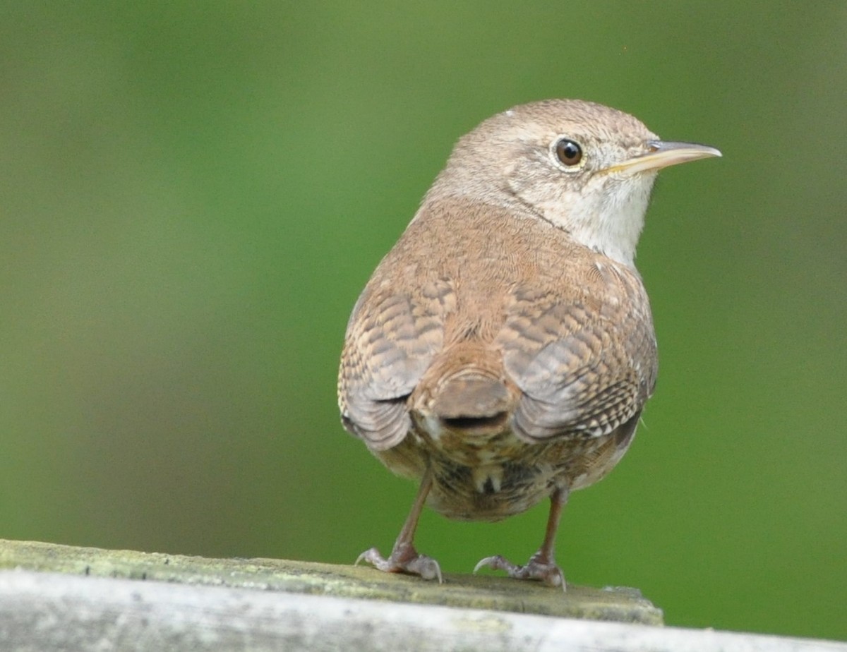 House Wren - ML344009391