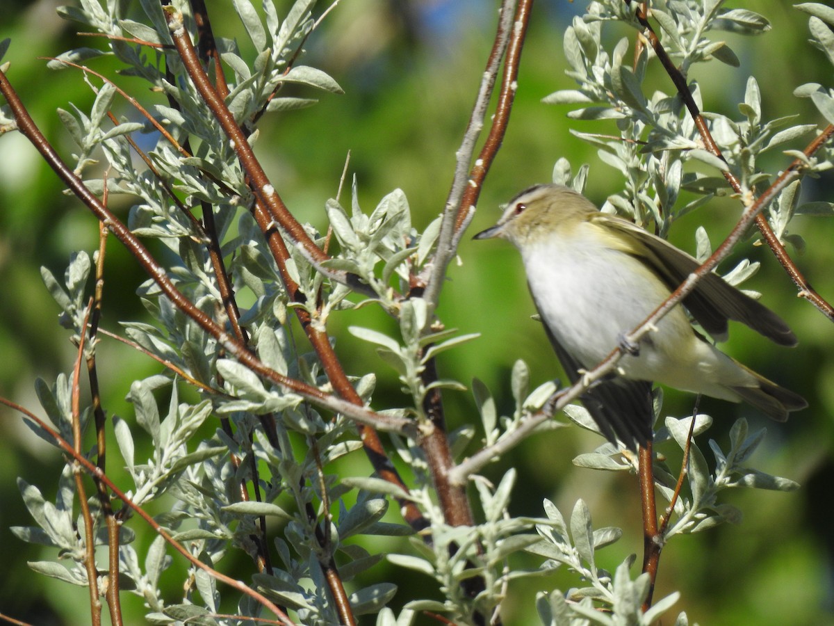 Red-eyed Vireo - Grant Hokit