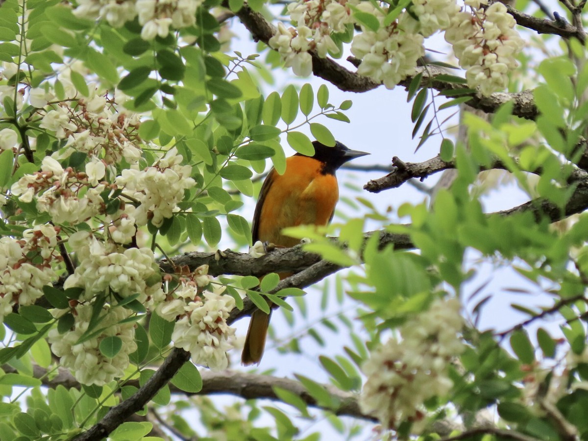 Baltimore Oriole - ML344012321