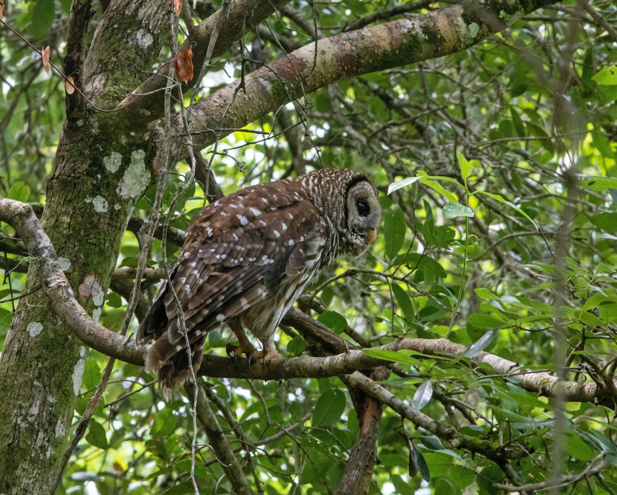 Barred Owl - ML344012411