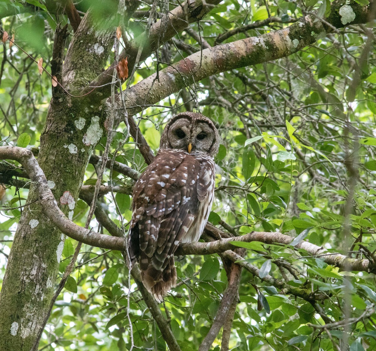 Barred Owl - ML344012421
