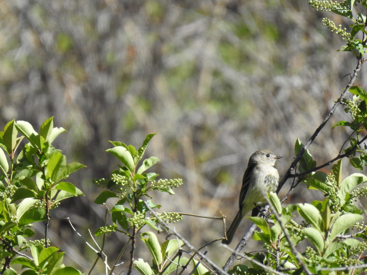 Dusky Flycatcher - ML344013121