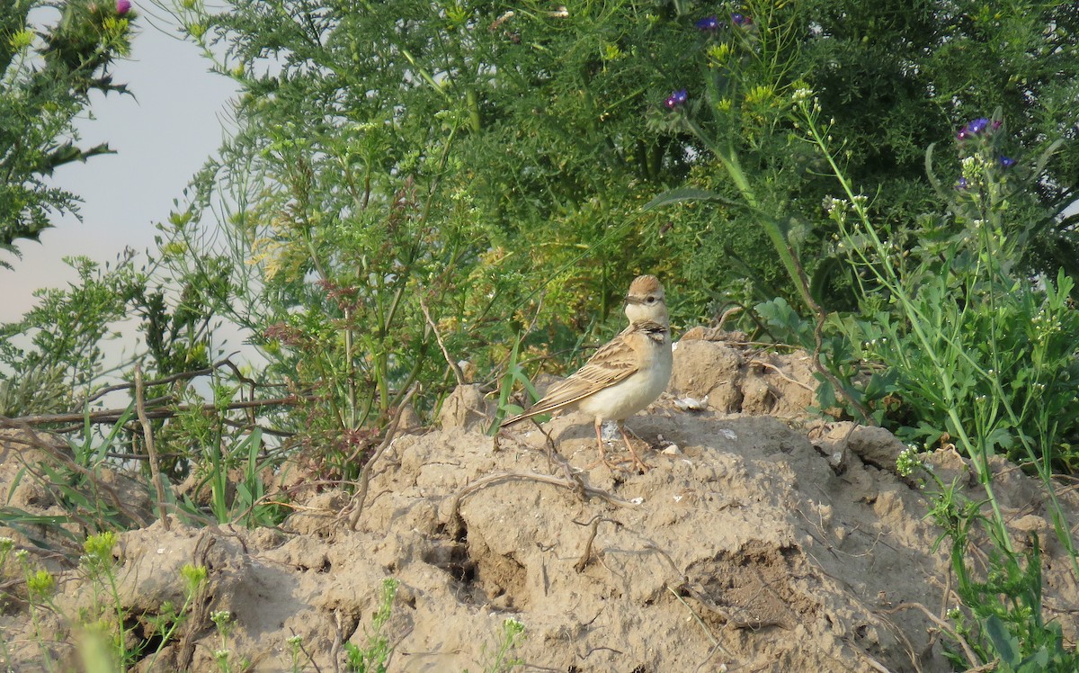 Greater Short-toed Lark - ML344013831