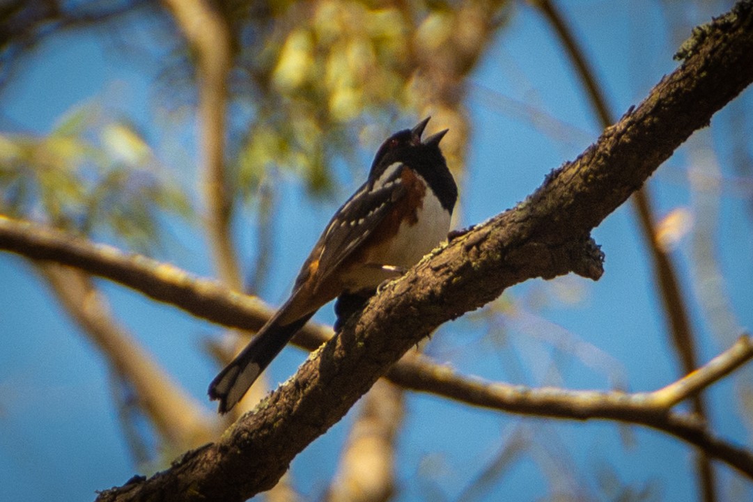 Spotted Towhee - ML344014821