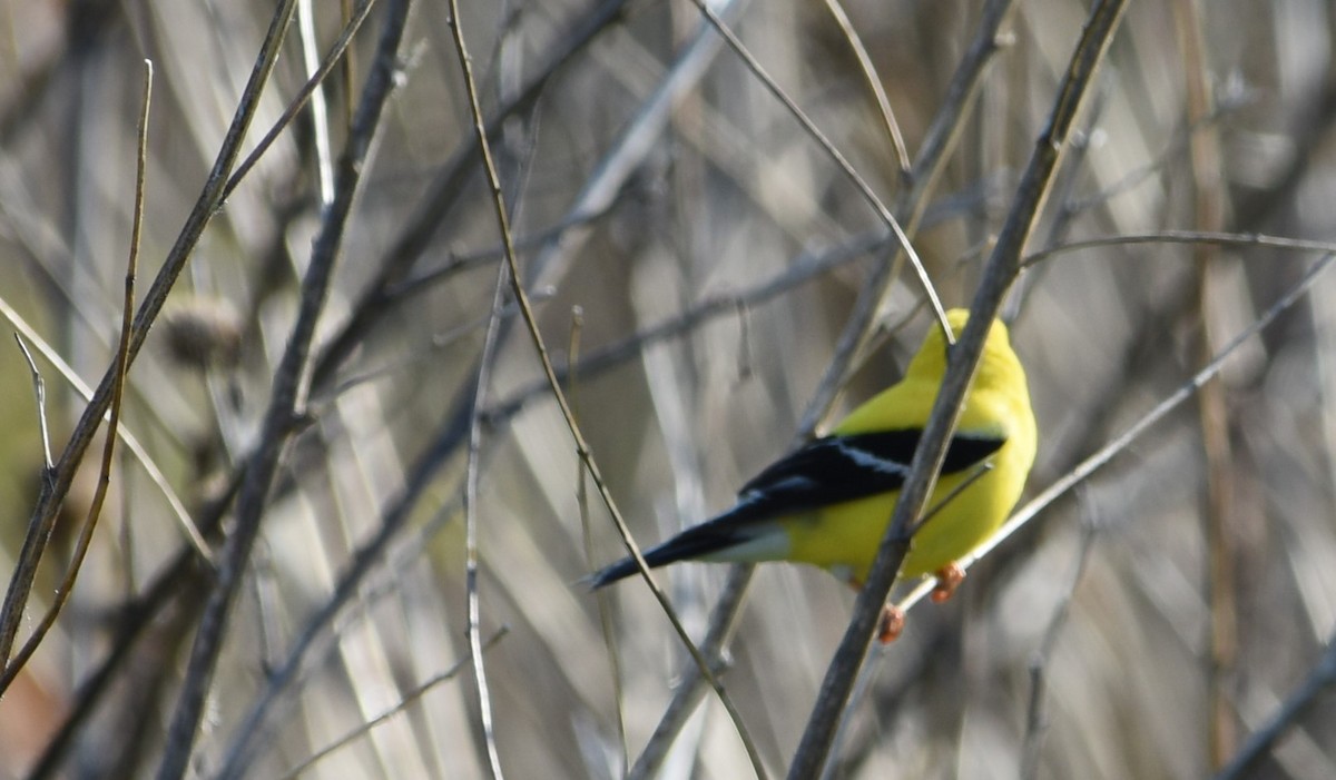 American Goldfinch - mike shaw