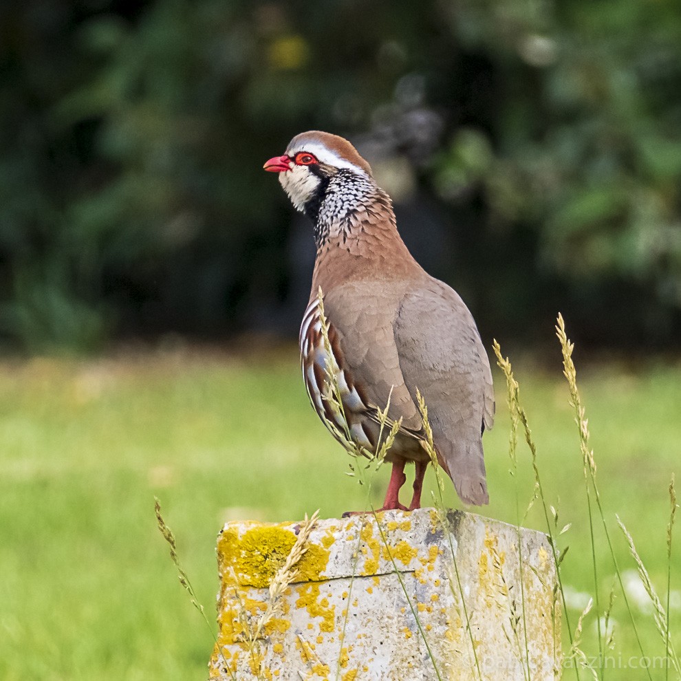 Red-legged Partridge - ML344016361