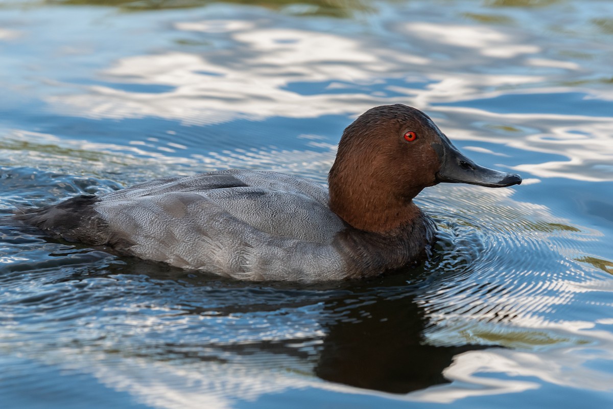 Common Pochard - Steve McDonald