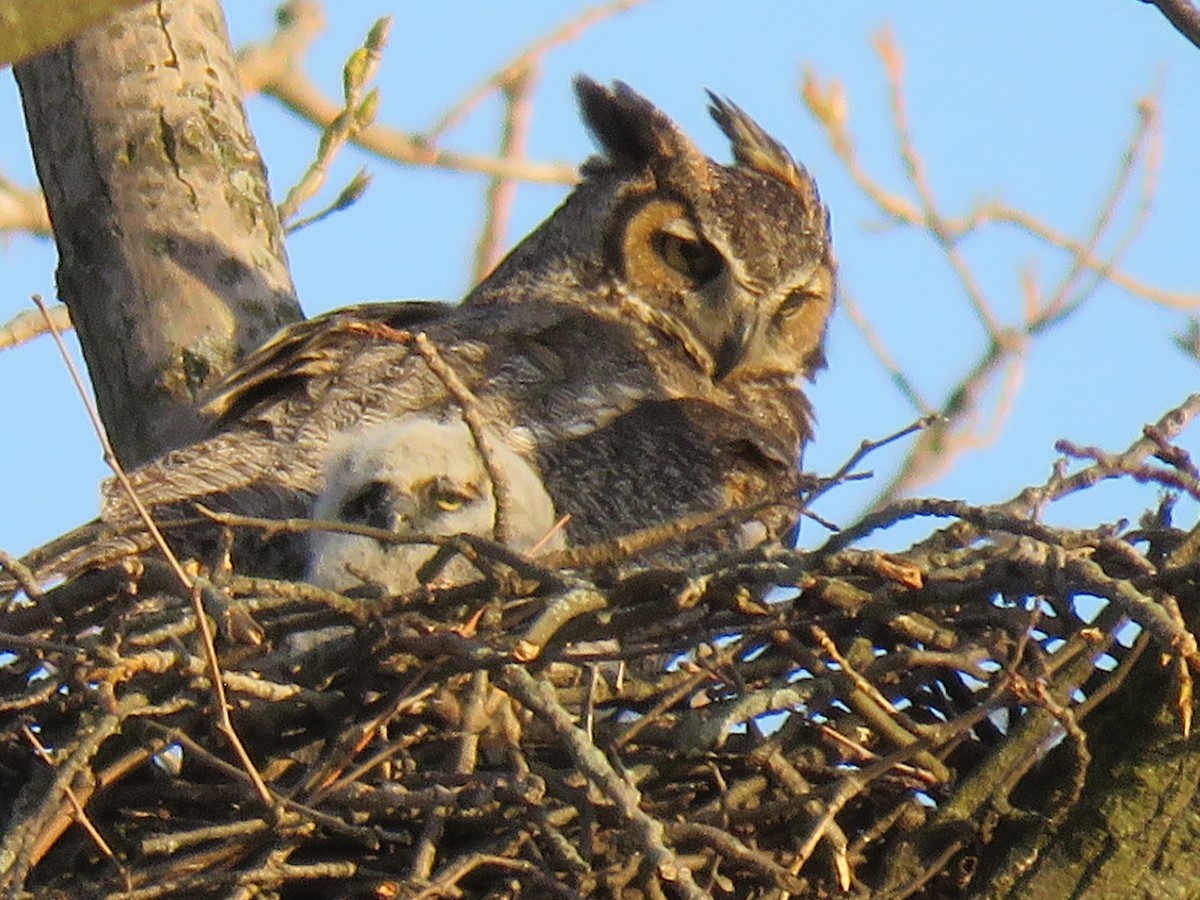 Great Horned Owl - Chris Newbold