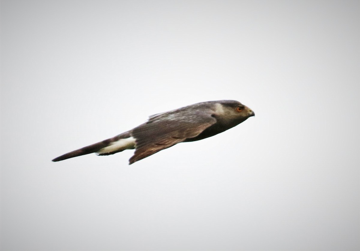 Cooper's Hawk - Margareta Wieser