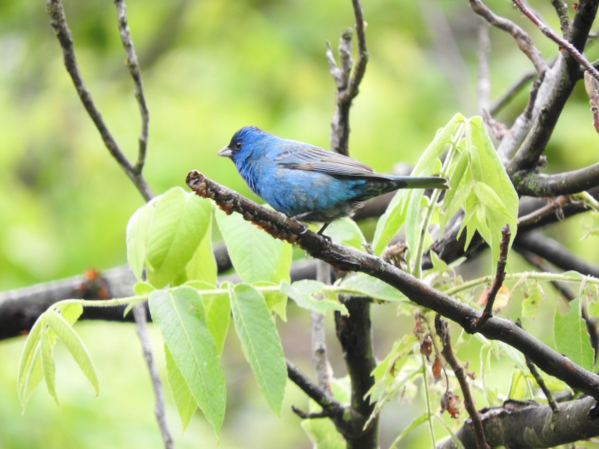 Indigo Bunting - Aidan Coohill