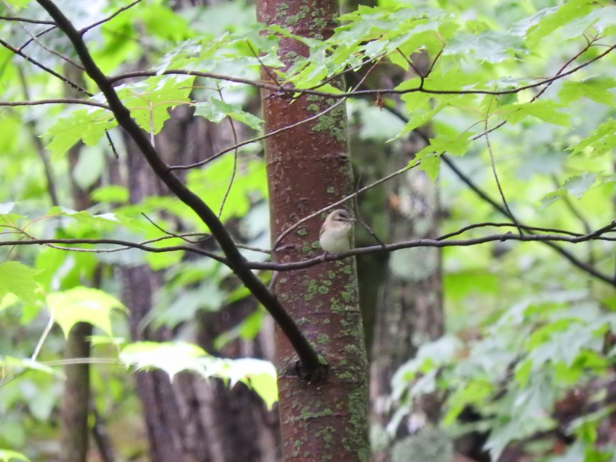 Red-eyed Vireo - ML344019051