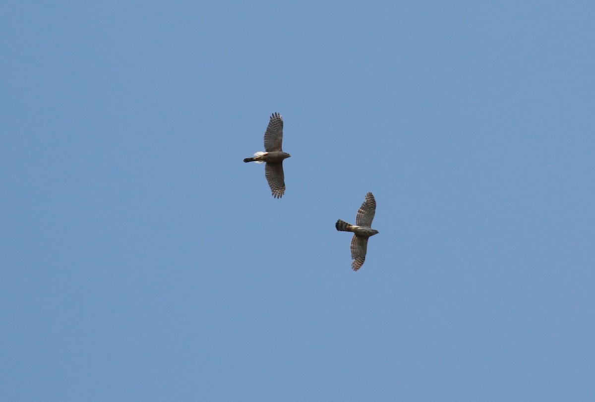 Cooper's Hawk - Margareta Wieser