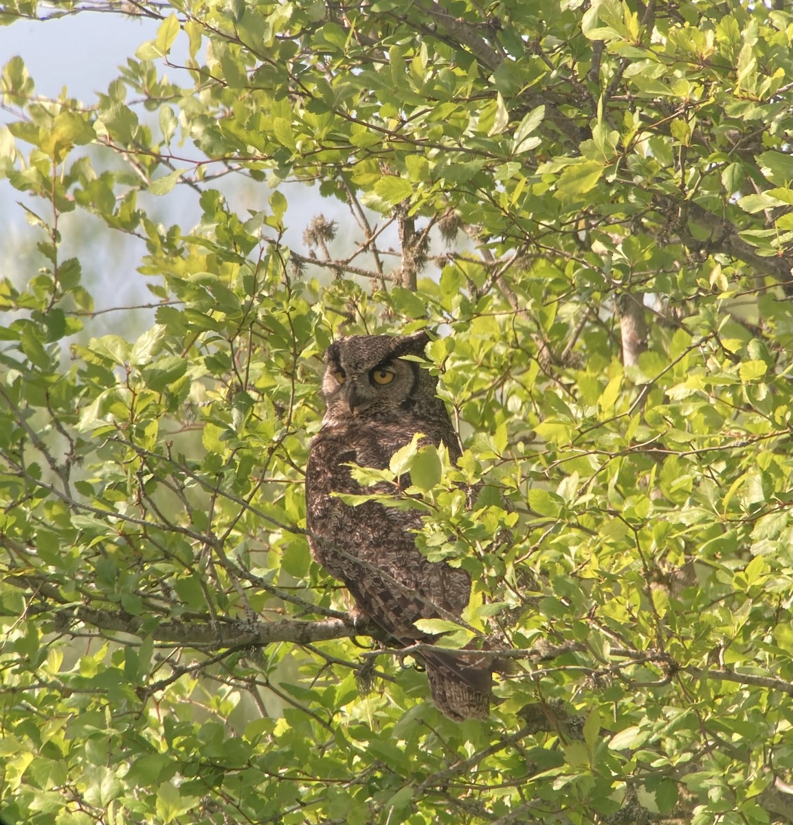 Great Horned Owl - ML344021051