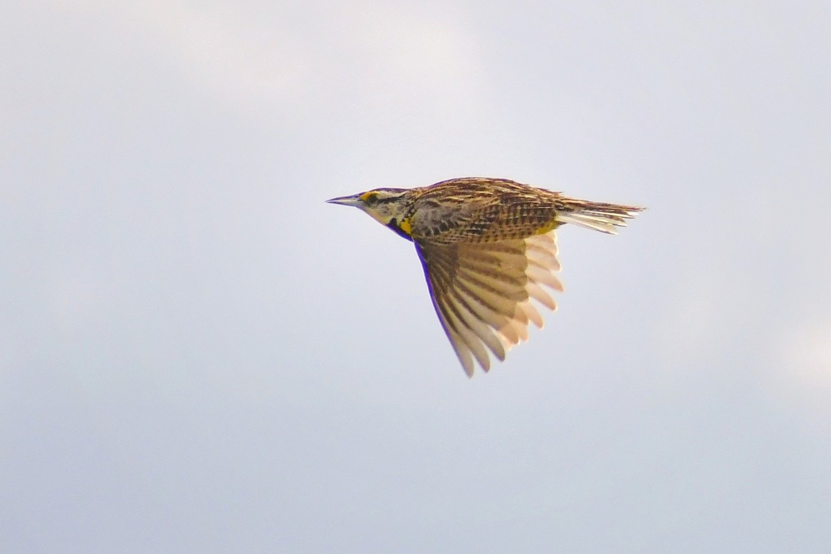 Eastern Meadowlark - ML344021441