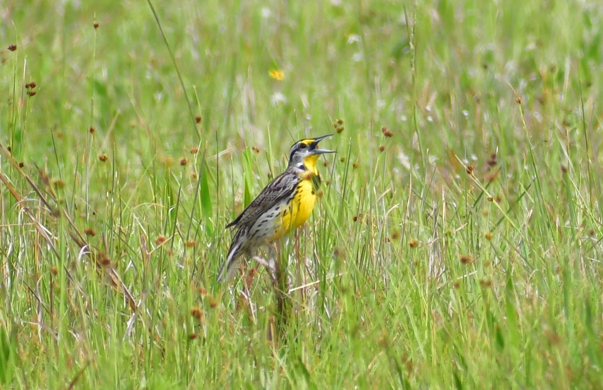 Eastern Meadowlark - ML344021471