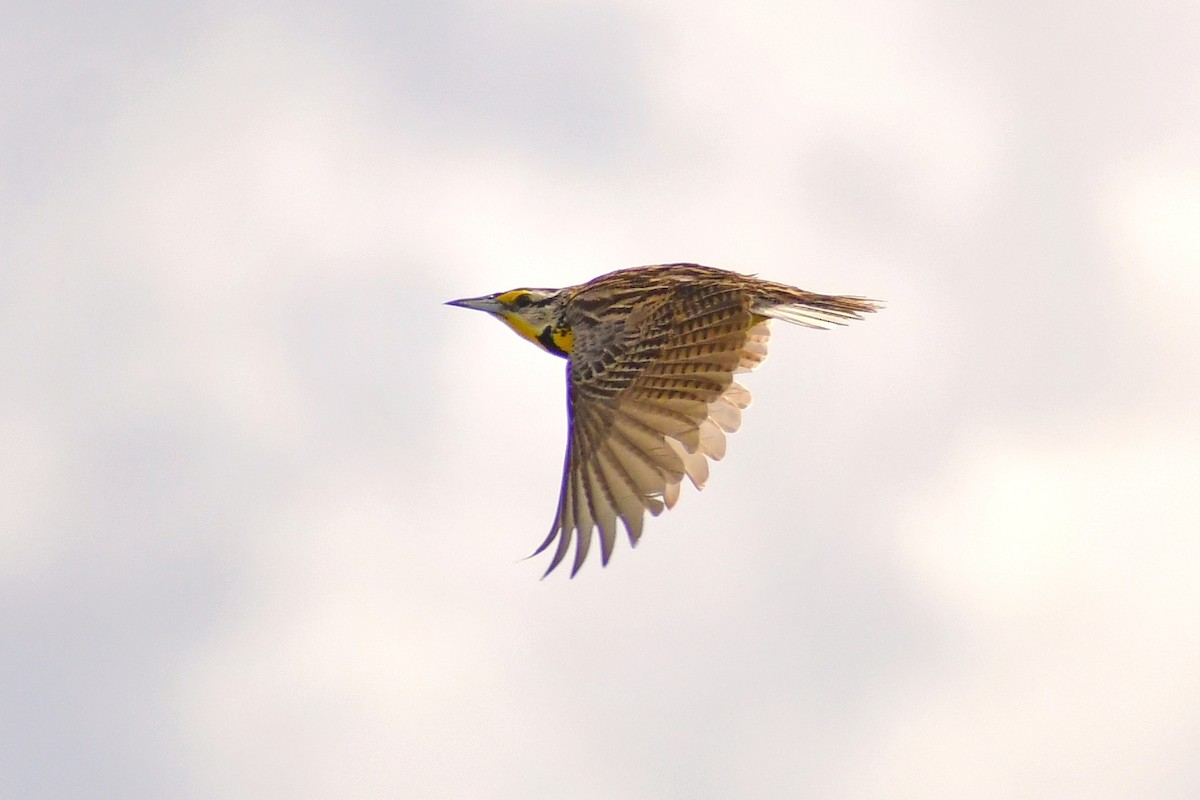 Eastern Meadowlark - ML344021491