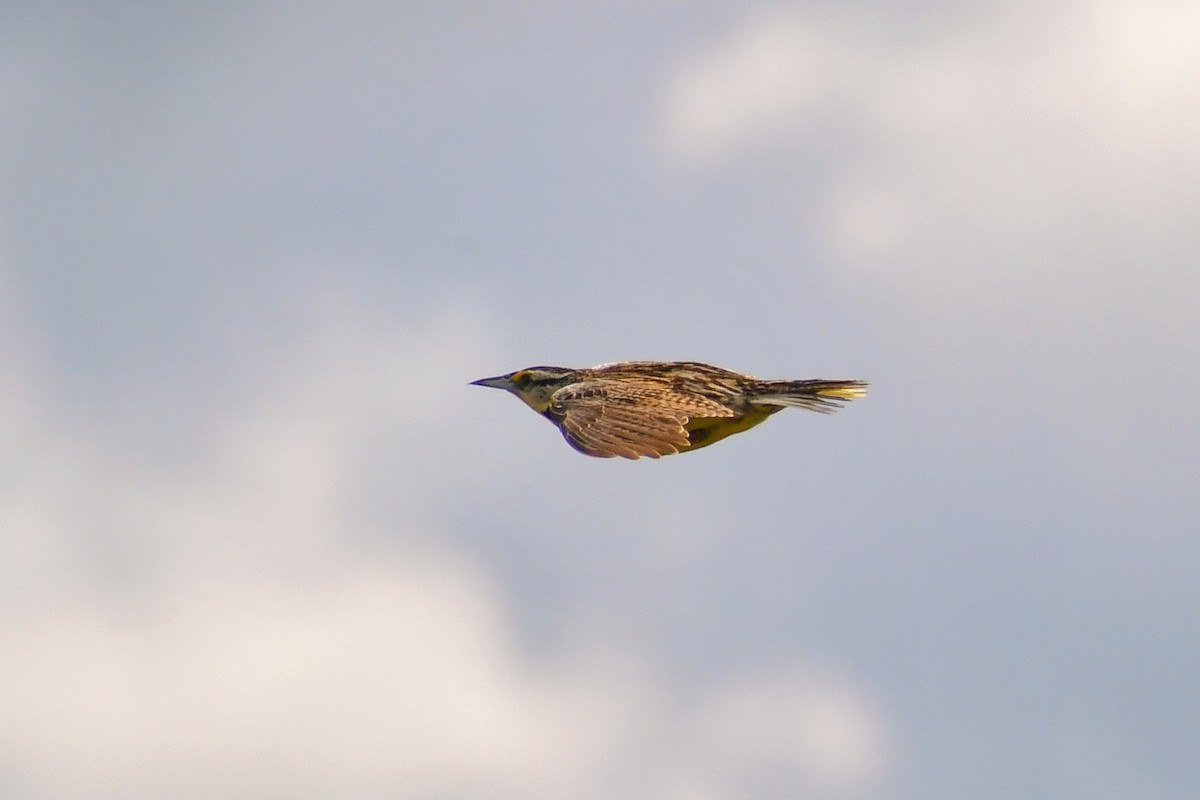 Eastern Meadowlark - ML344021511