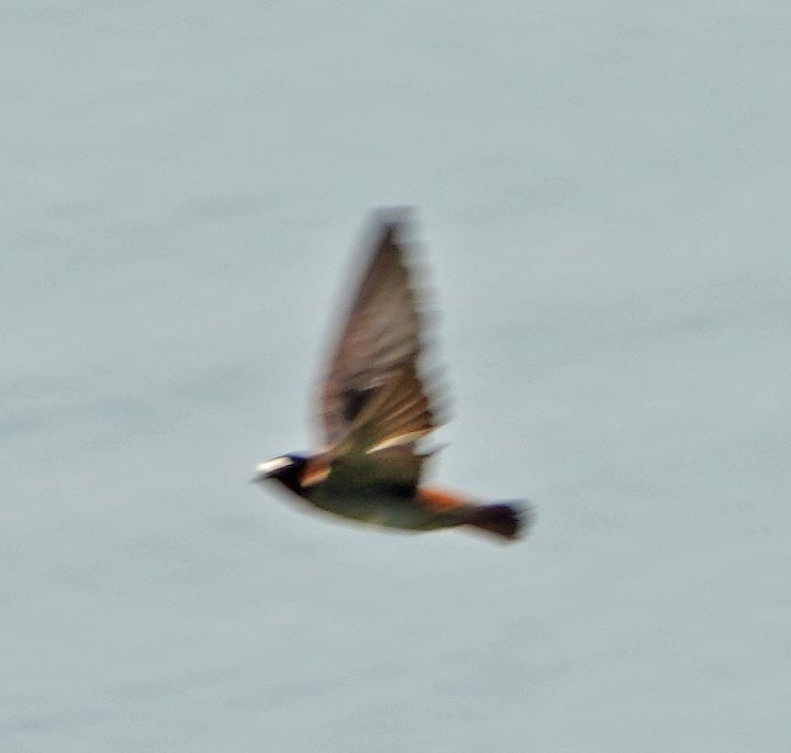 Cliff Swallow - Mark McConaughy