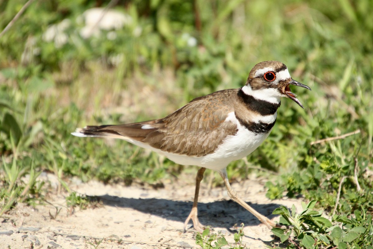 Killdeer - E. Hoffa