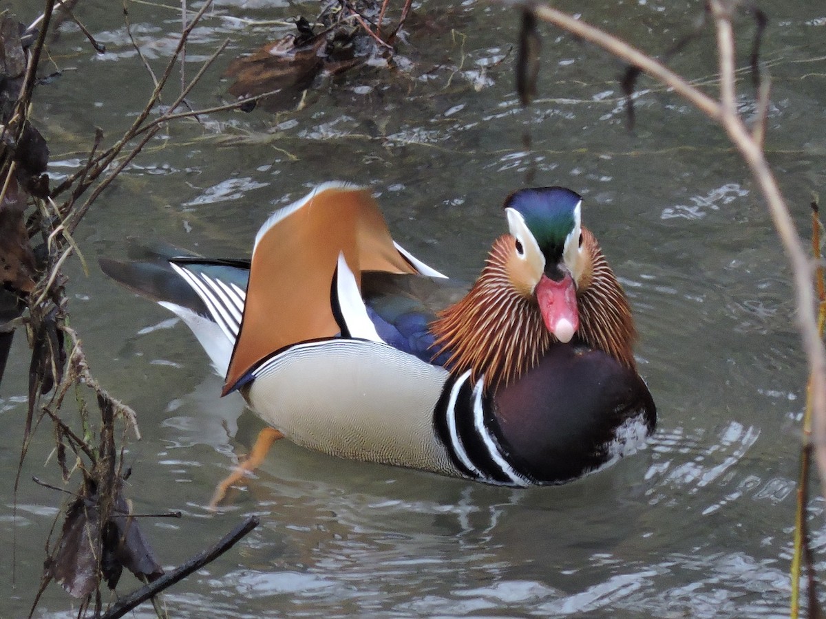 Mandarinente - ML344026181