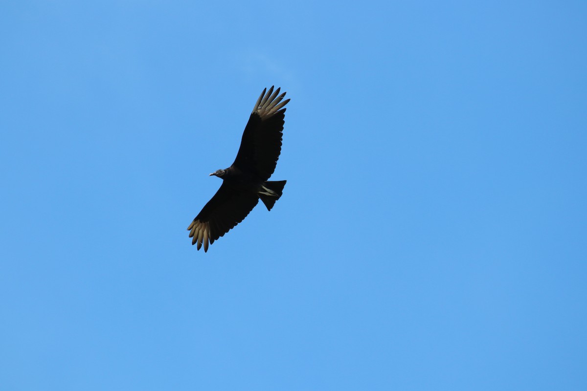 Black Vulture - ML344026311