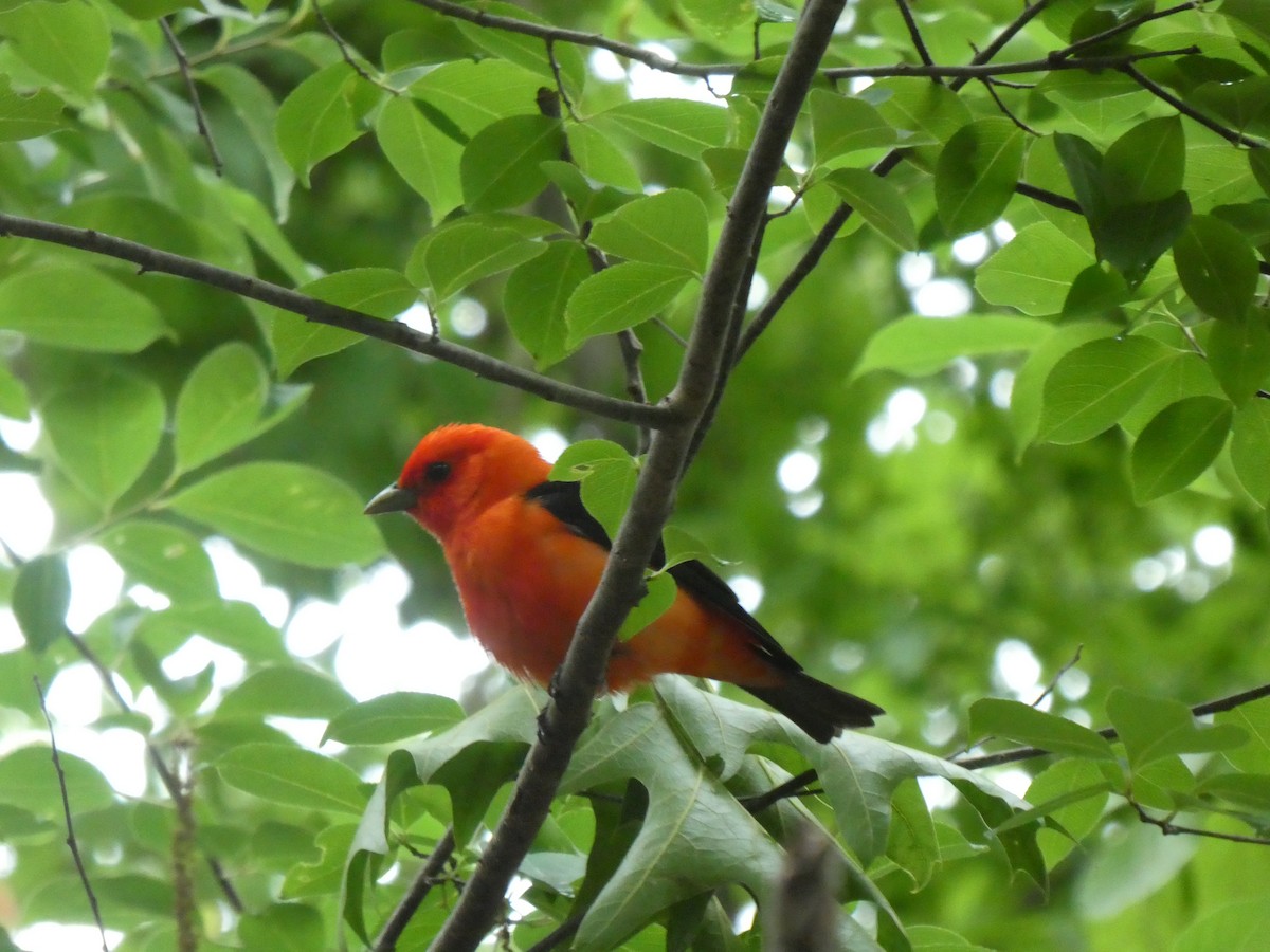 Scarlet Tanager - ML344028711