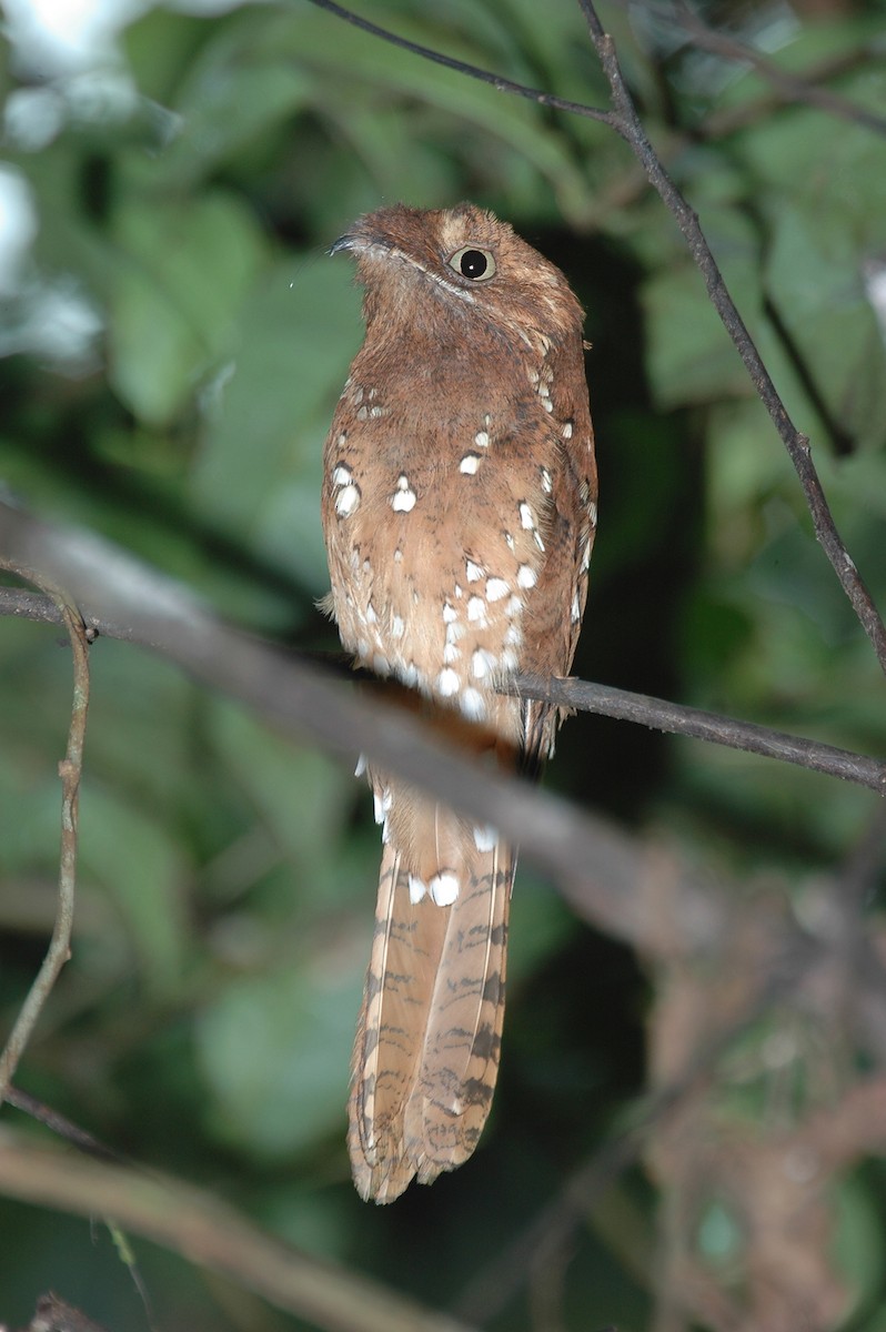 Rufous Potoo - Volker Hesse