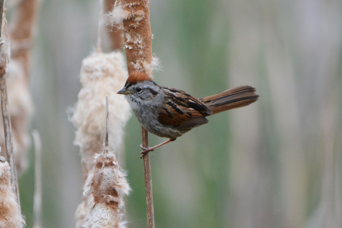 Swamp Sparrow - Steve Mierzykowski