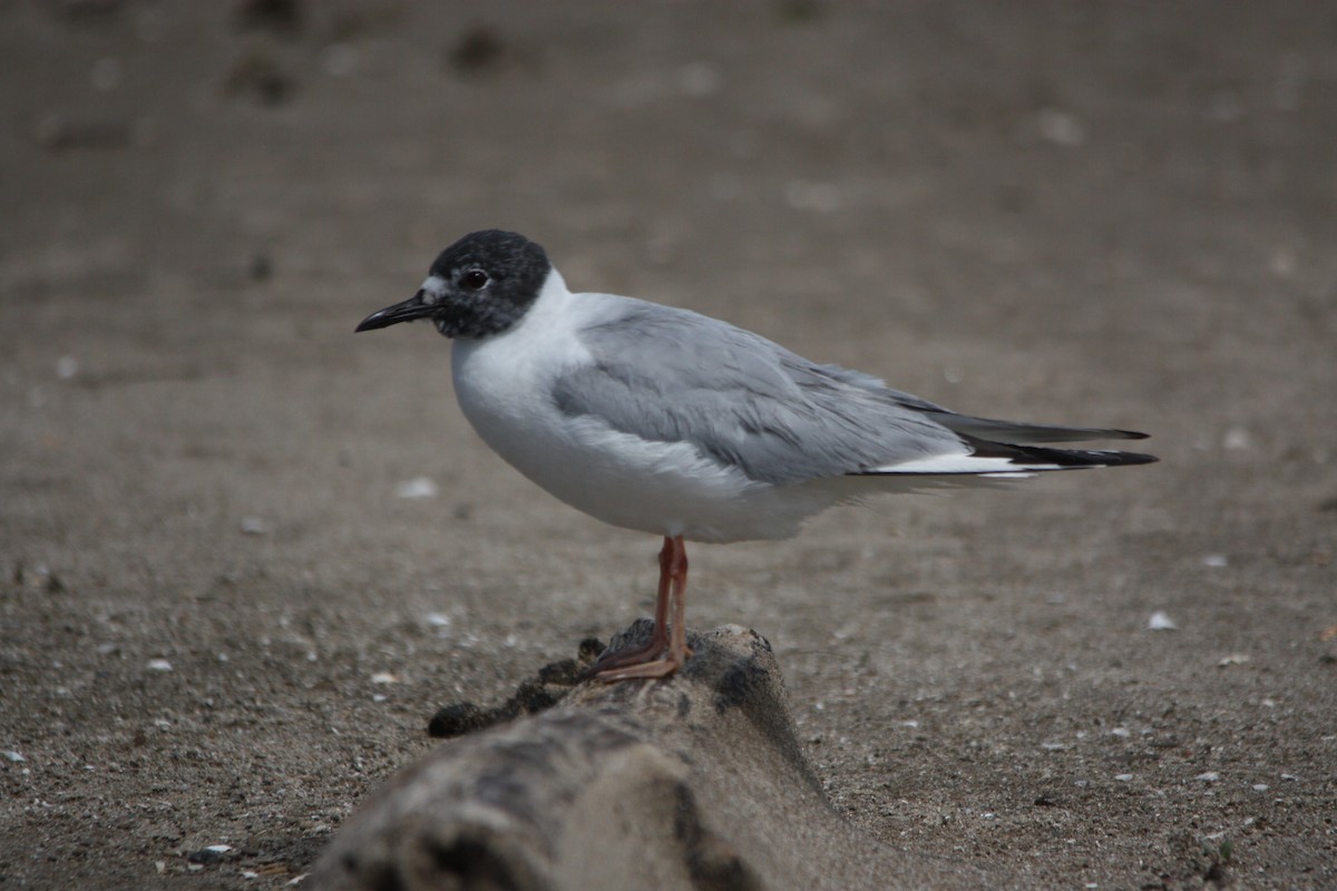 Bonaparte's Gull - Marc Hanneman