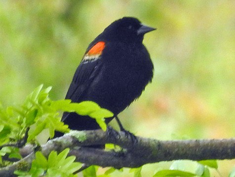 Red-winged Blackbird - ML344031281