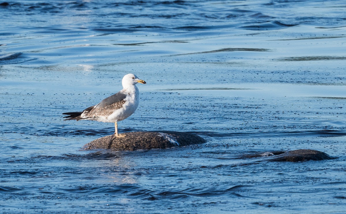 Lesser Black-backed Gull - ML344031711