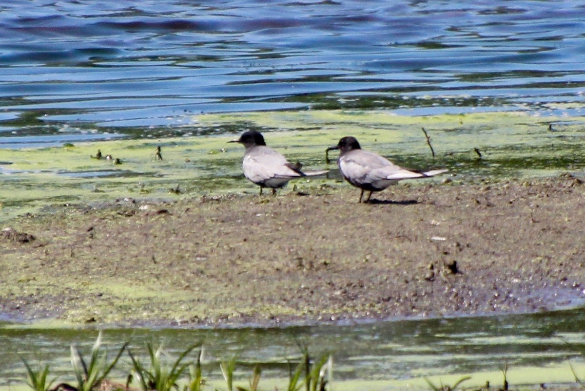 Black Tern - ML344034541