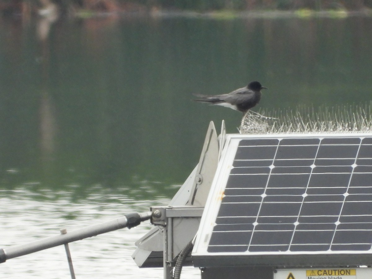 Black Tern - ML344034831