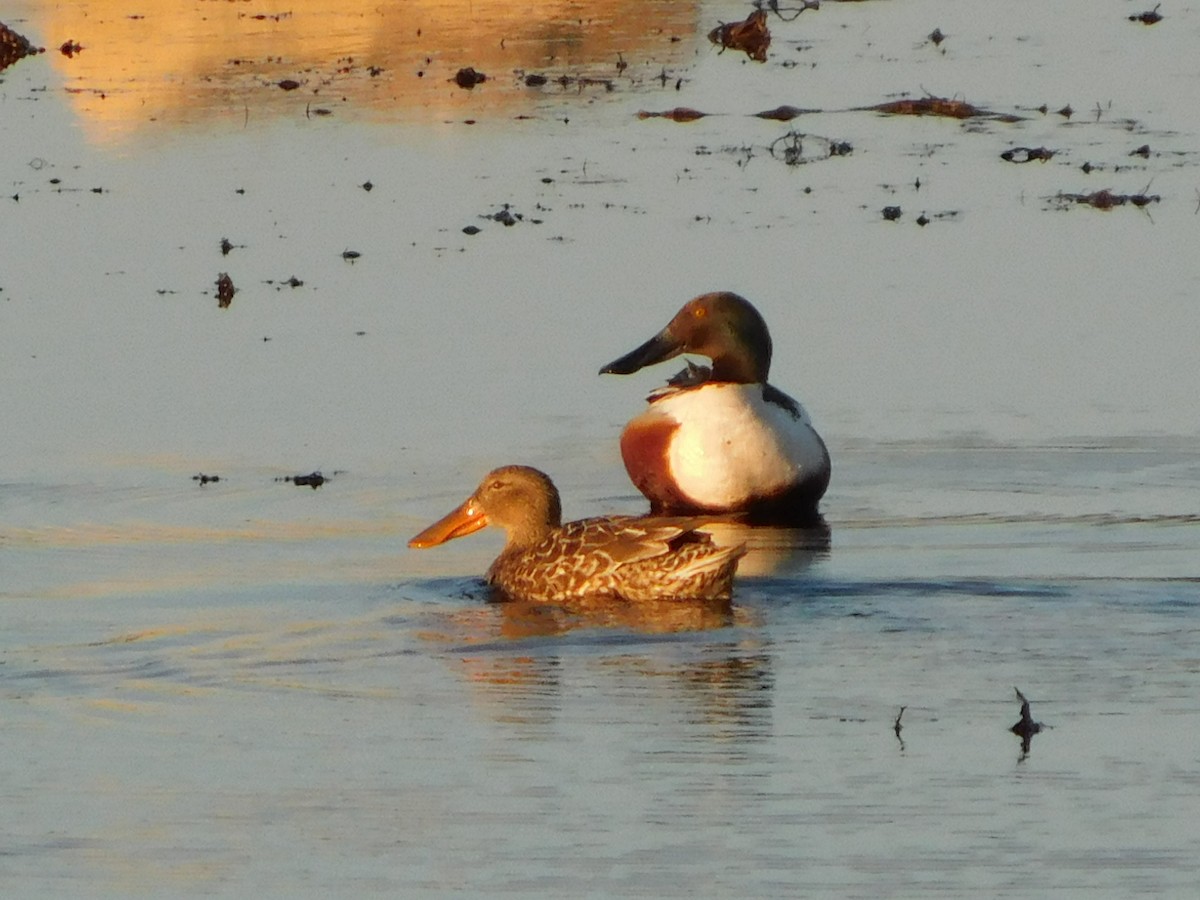 lžičák pestrý - ML344034841