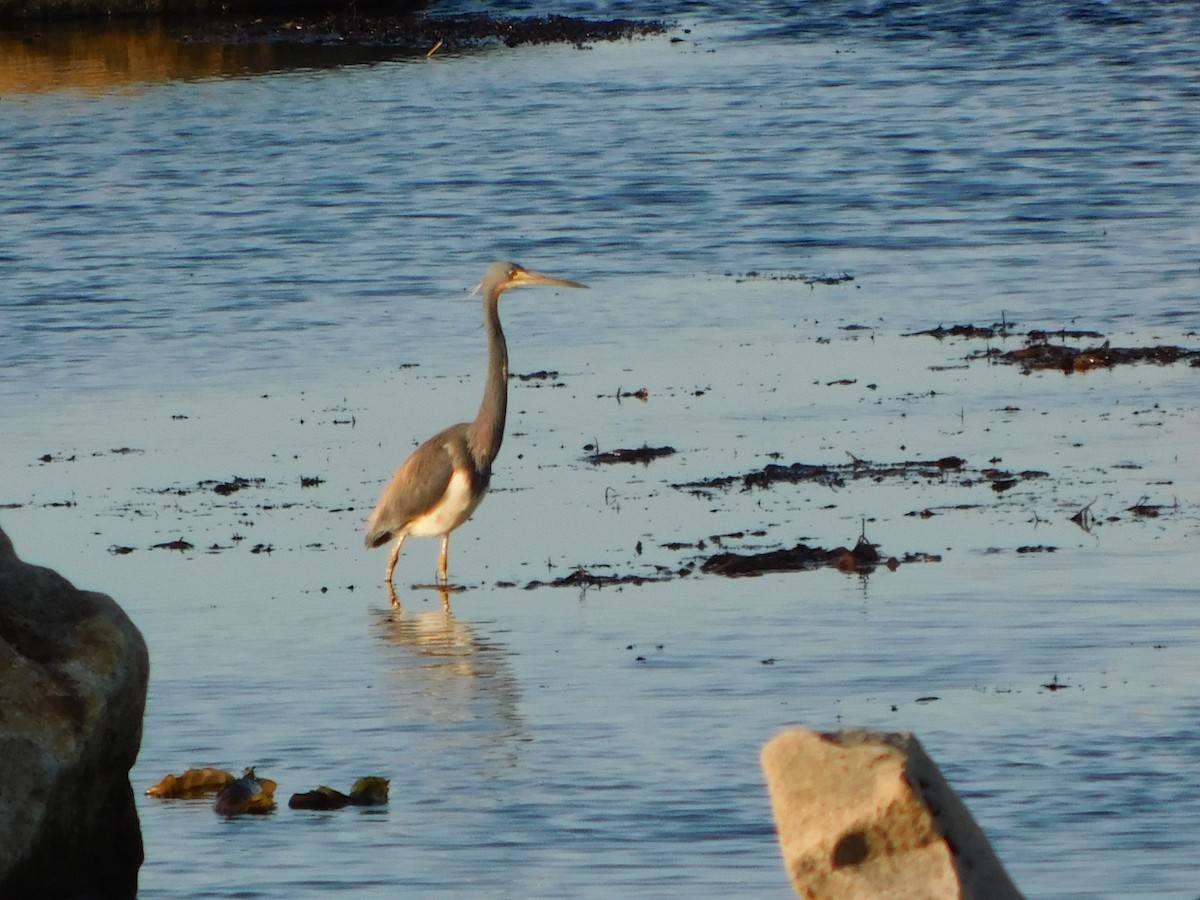volavka tříbarvá - ML344035361