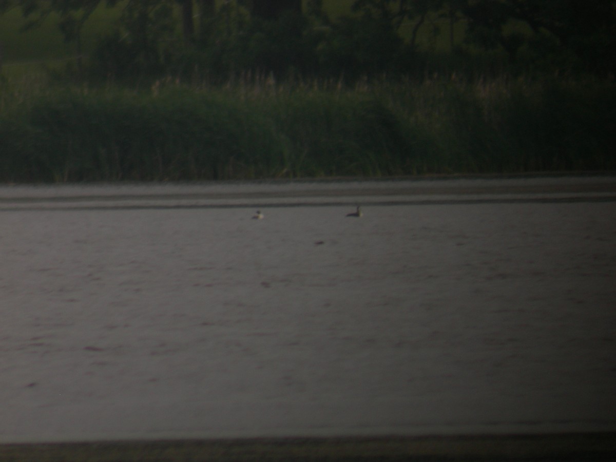 Western Grebe - ML344035411