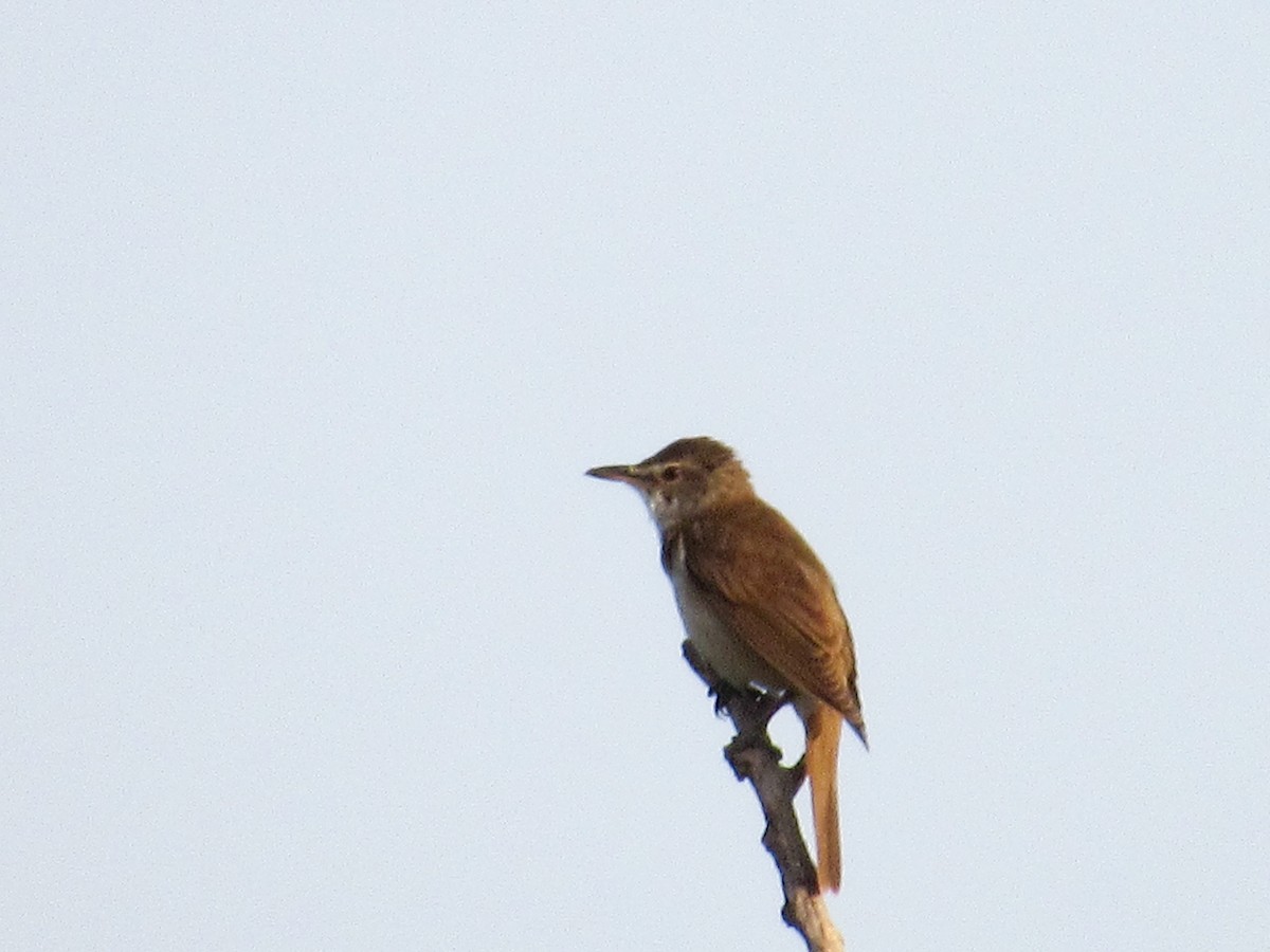 Great Reed Warbler - ML344035481