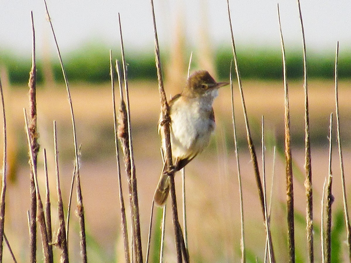 Great Reed Warbler - ML344035501