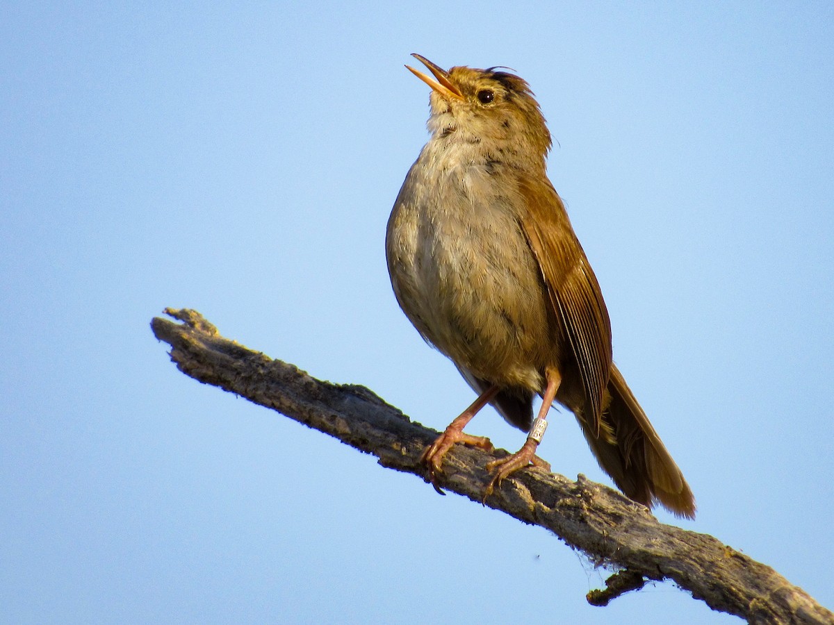 Cetti's Warbler - ML344035711