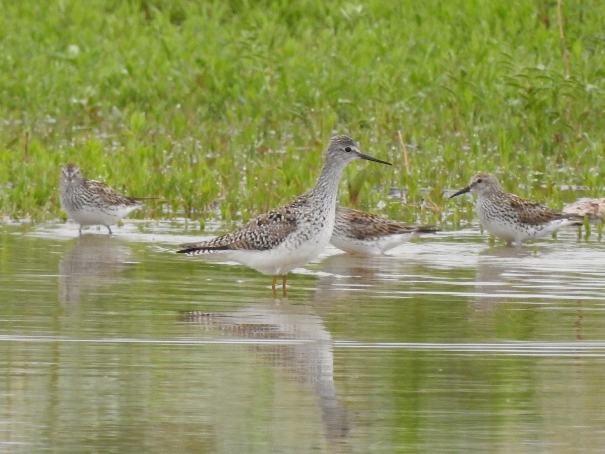 Lesser Yellowlegs - ML344036541