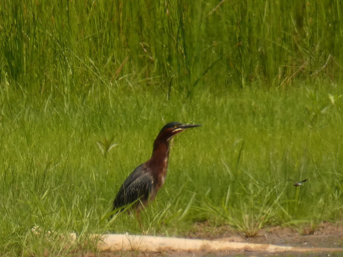 Green Heron - ML344037471
