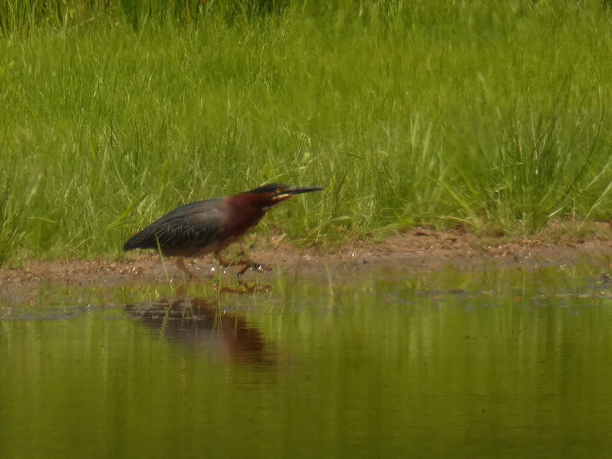 Green Heron - ML344037491